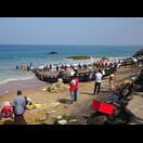 Am Einholen des Netzes beteiligen sich viele